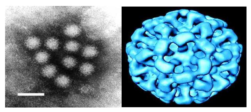 그림 1. 노로바이러스 전자현미경 사진(좌) 및 3차원적 이미지(우)