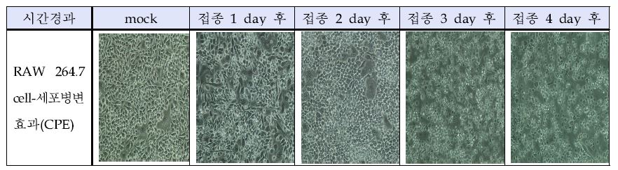 그림 7. 뮤린 노로바이러스 접종 후 세포병변효과 관찰