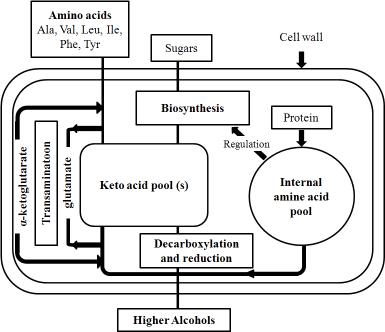 Formation pathways of fusel oils in yeast