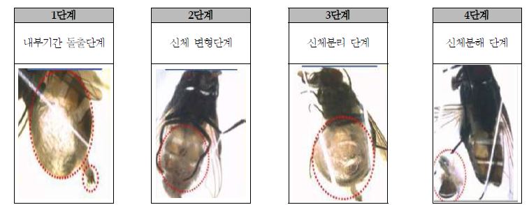 그림 49. 곤충의 사후에 나타나는 형태학적 변화 단계