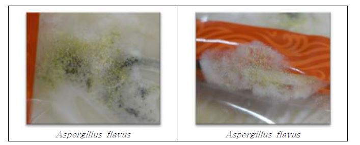 Fig 8. 음료류에 발생한 Aspergillus flavus