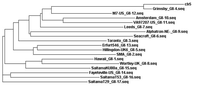 채수번호 충북5(고유번호 학300) 시료로부터 검출된 GII형 노로바이러스의 계통분석도