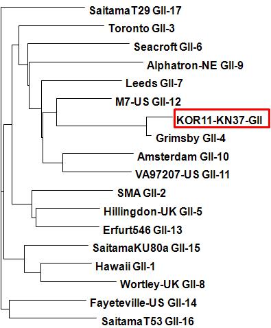 경남37(고유번호 학1134) 시료로부터 검출된 GII형 노로바이러스의 계통분석도