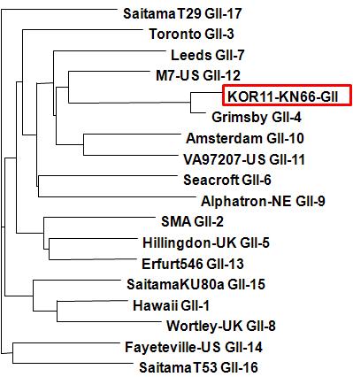 경남66(고유번호 유15) 시료로부터 검출된 GII형 노로바이러스의 계통분석도