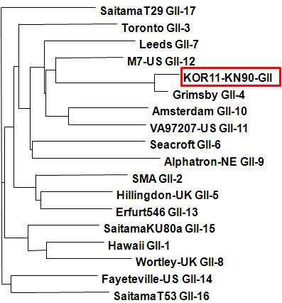 경남90(고유번호 위335) 시료로부터 검출된 GII형 노로바이러스의 계통분석도