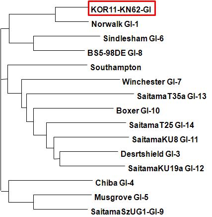경남62(고유번호 유3) 시료로부터 검출된 GII형 노로바이러스의 계통분석도