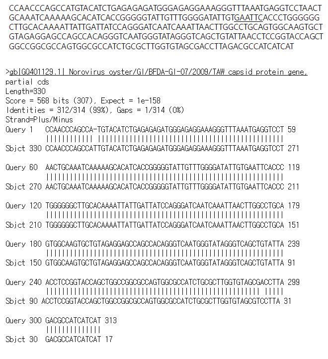 경남99(고유번호 복427) 시료로부터 검출된 GI형 노로바이러스 염기서열