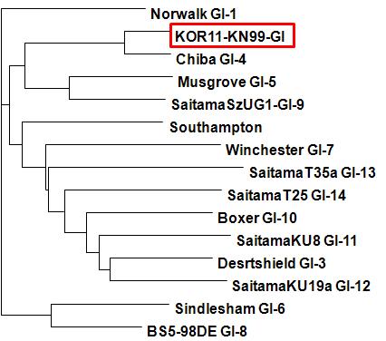 경남99(고유번호 복427) 시료로부터 검출된 GI형 노로바이러스의 계통분석도