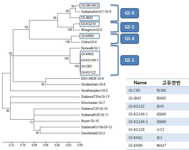 노로바이러스 유전자형 I의 계통분류학적 분석