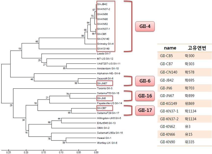 노로바이러스 유전자형 Ⅱ의 계통분류학적 분석