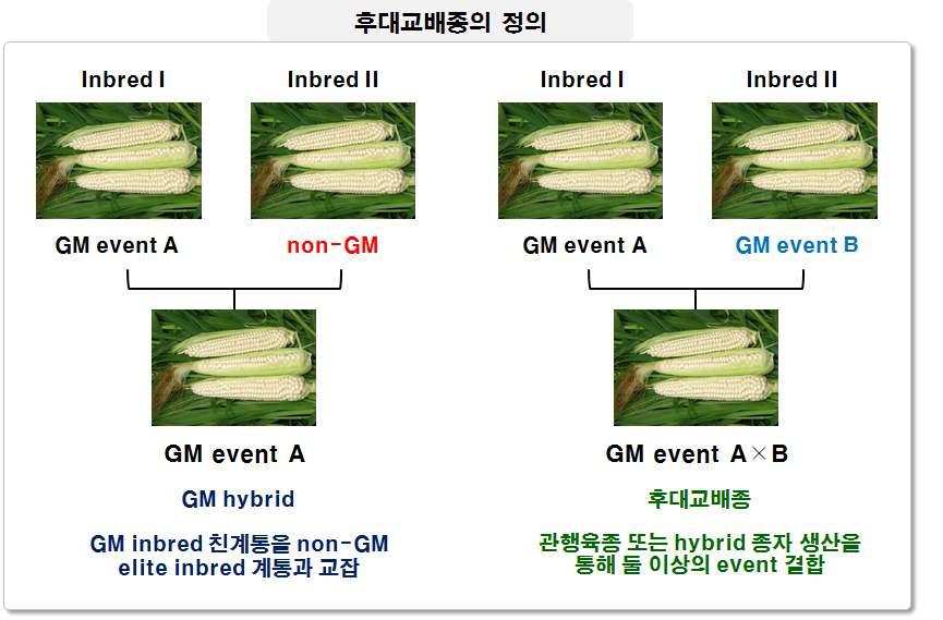 Combined trait products of GM maize