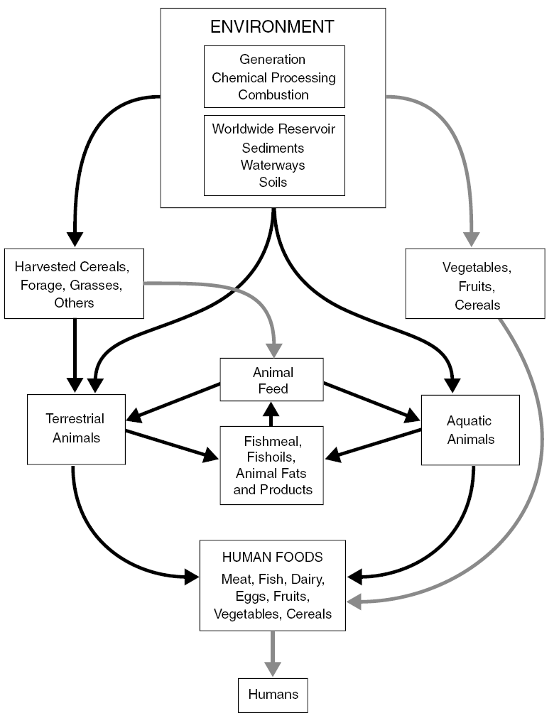 Fig. 2. Exposure pathways of hazardous materials via foods