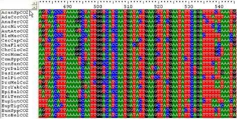 과실파리류의 COI 유전자 염기서열 분석