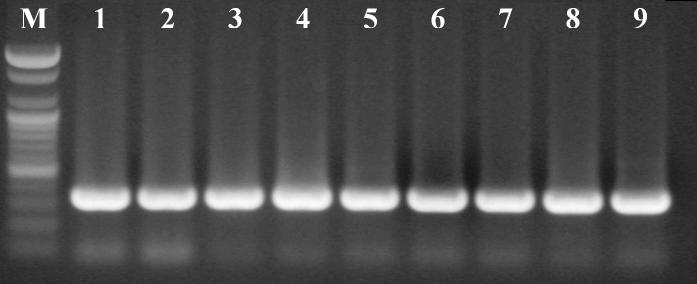 Swine HEV Nested RT-PCR. M: 100bp DNA ladder, 1: HEV positive sample, 2-9: swine HEV sample (Korean isolate).