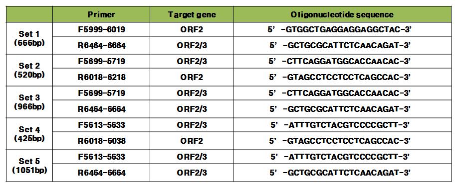 RT-PCR primer candidate in ORF2-ORF3 region
