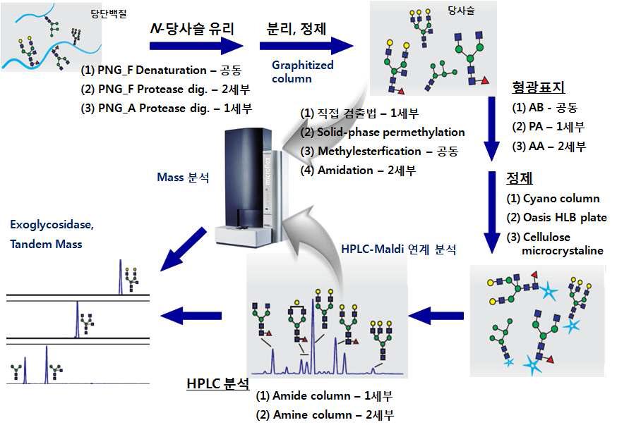 N-당사슬 분석법 확립 및 비교 분석의 기술적 추진 체계