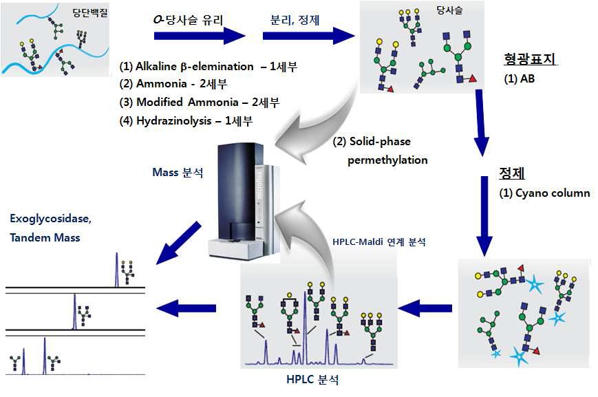 O-당사슬 분석법 확립 및 비교 분석의 기술적 추진 체계