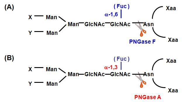 N-당사슬 절단에 사용되는 PNGase 효소.