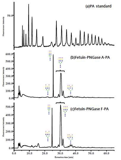 PA 형광 표지된 Fetuin N-당사슬의 HPLC spectrum