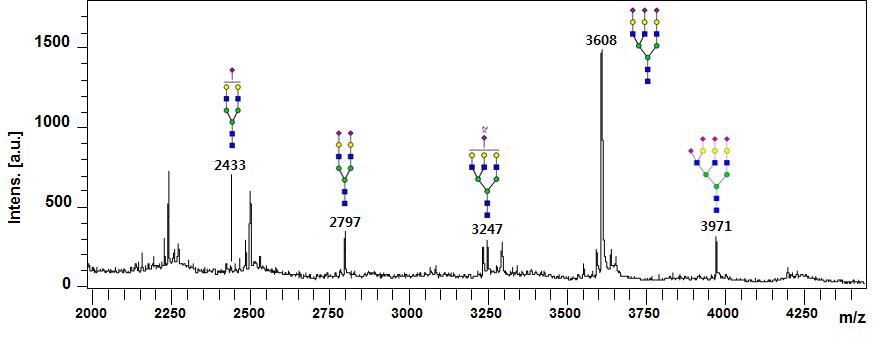 Permethylation한 Fetuin N-당사슬의 MS spectrum.