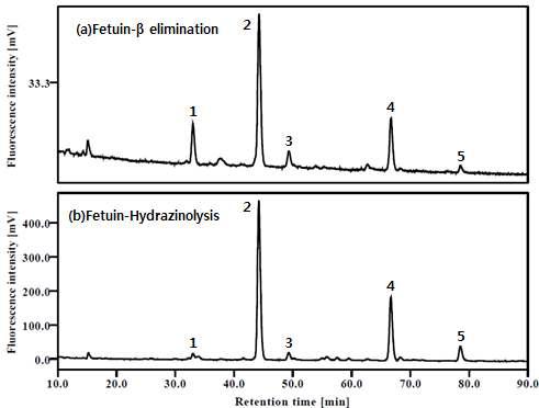 β elimination와 Hydrazinolysis을 이용한 O-당사슬의 탈당화 효율 비교