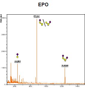Enzyme / chemical release 방법으로 분리한 EPO의 O-당사슬 프로파일.