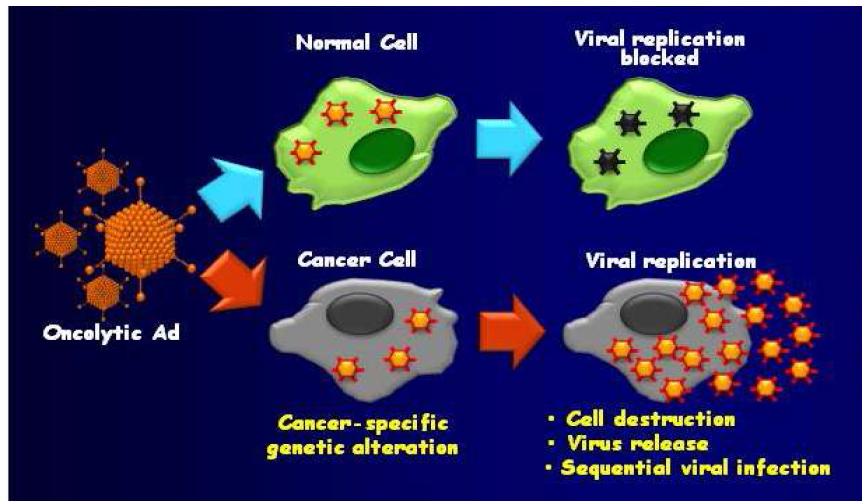 종양 선택적 살상 아데노바이러스의 암세포 특이적 살상능 모식도