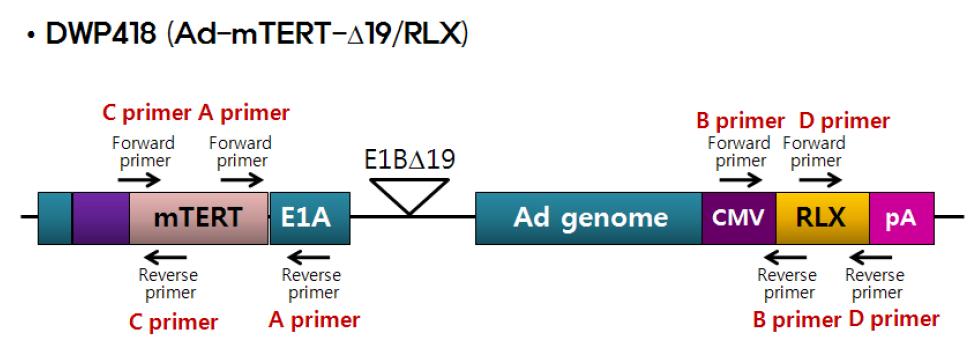DWP418에 특이적인 다양한 primer의 제작