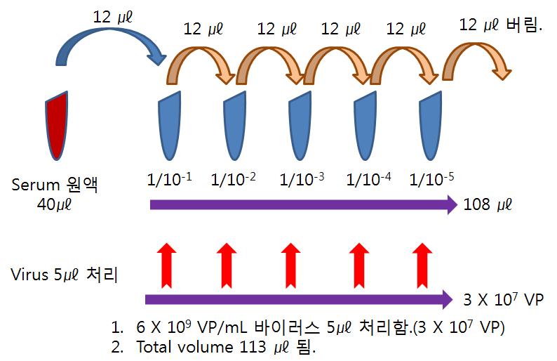 혈액 내 중화항체 정량법 개발을 위한 혈청 및 바이러스 희석방법