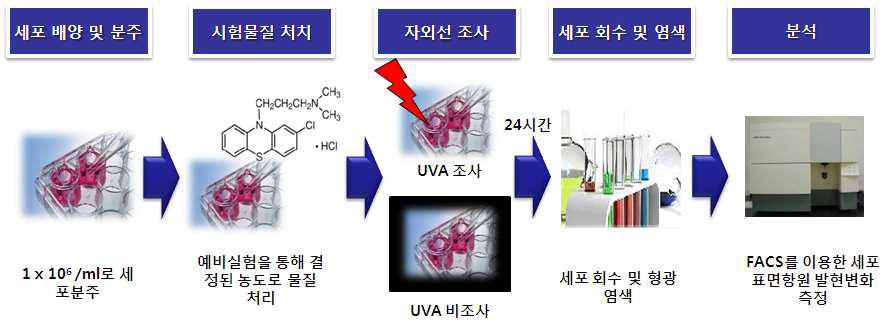 Scheme of in vitro photosensitization test using THP-1 or U937 cells