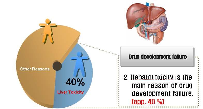 Hepatotoxicity is the main reason of drug development failure.