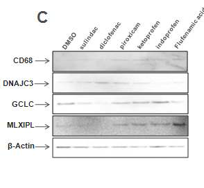 24시간에서 발굴된 NSA ID 특이적 간독성지표의 western blot