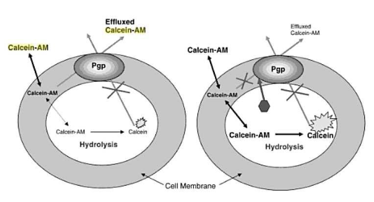 Calcein-AM assay를 이용한 p-gp 시험