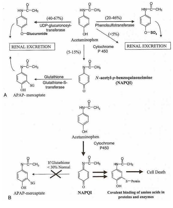 그림 2. 아세트아미노펜의 생체 내 대사 경로 및 독성 발현 기전