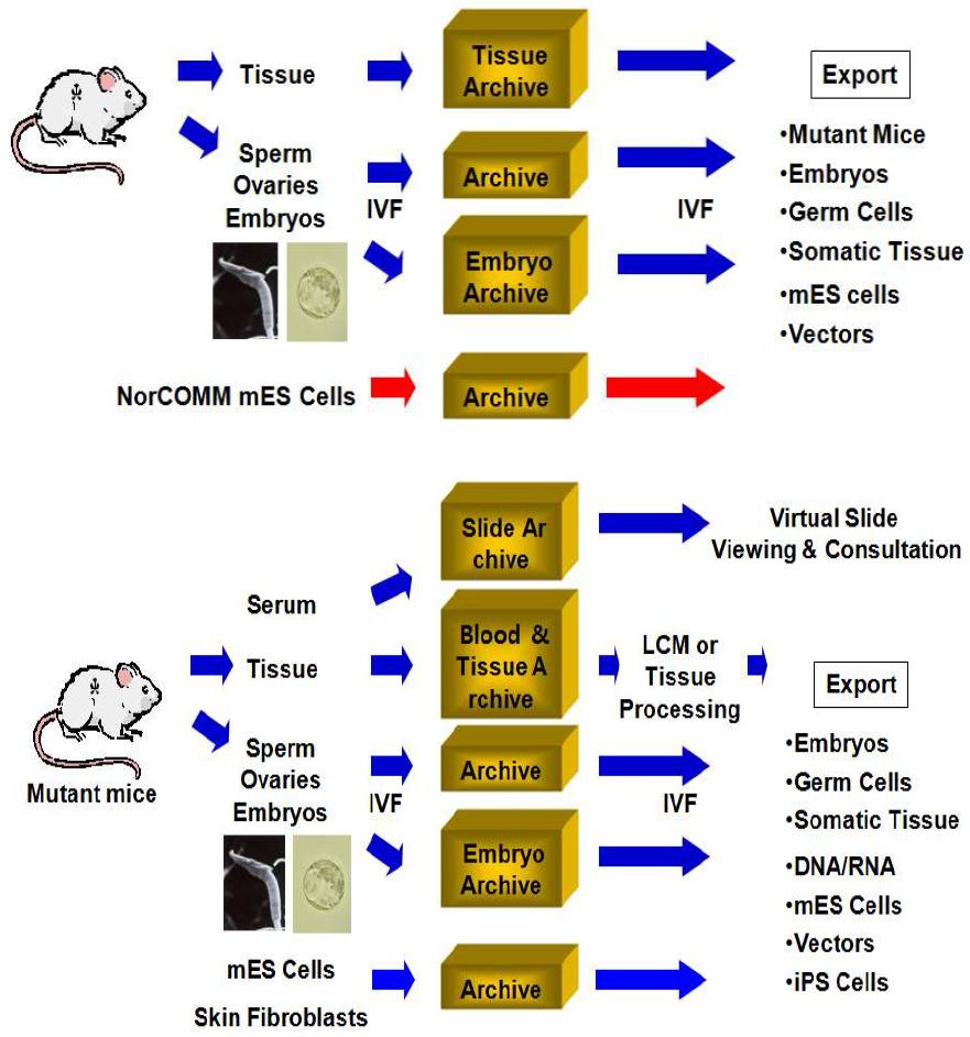 CMMR & NorCOMM Archiving, Access, & Distribution