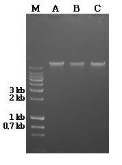표준시료 A, B, C 로부터 추출한 genomic DNA를 전기영동한 image