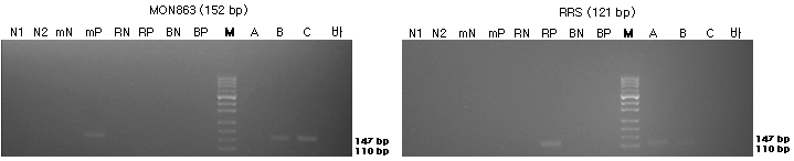 표준시료의 구조유전자(MON863과 RRS)의 정성 PCR 분석 결과를 전기영동한 이미지이다