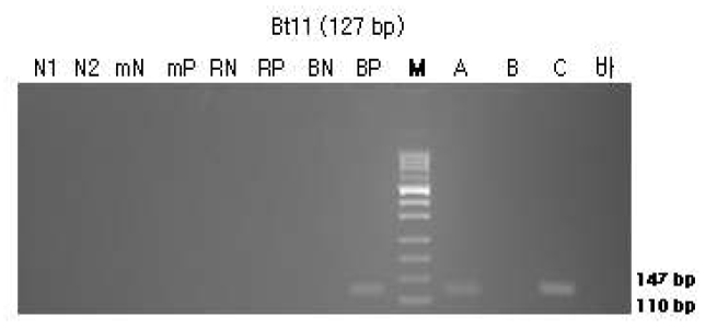 표준시료의 구조유전자(Bt11)의 정성 PCR 분석 결과를 전기영동한 이미지이다