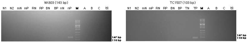 표준시료의 구조유전자(NK603과 TC1507)의 정성 PCR 분석 결과를 전기영동한 이미지이다
