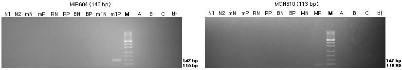 표준시료의 구조유전자(MIR604와 MON810)의 정성 PCR 분석 결과를 전기영동한 이미지이다