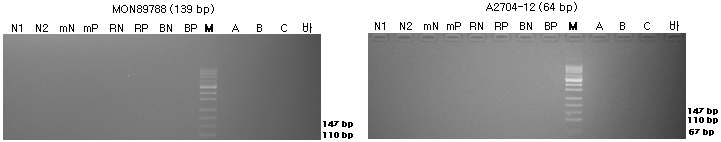 표준시료의 구조유전자(MON89788과 A2704-12)의 정성 PCR 분석 결과를 전기영동한 이미지이다
