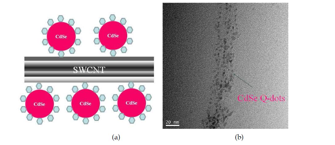 (a) Schematic diagram of a NQDs-SWCNT hybrid structure, (b) TEM image of a CdSe-SWCNT