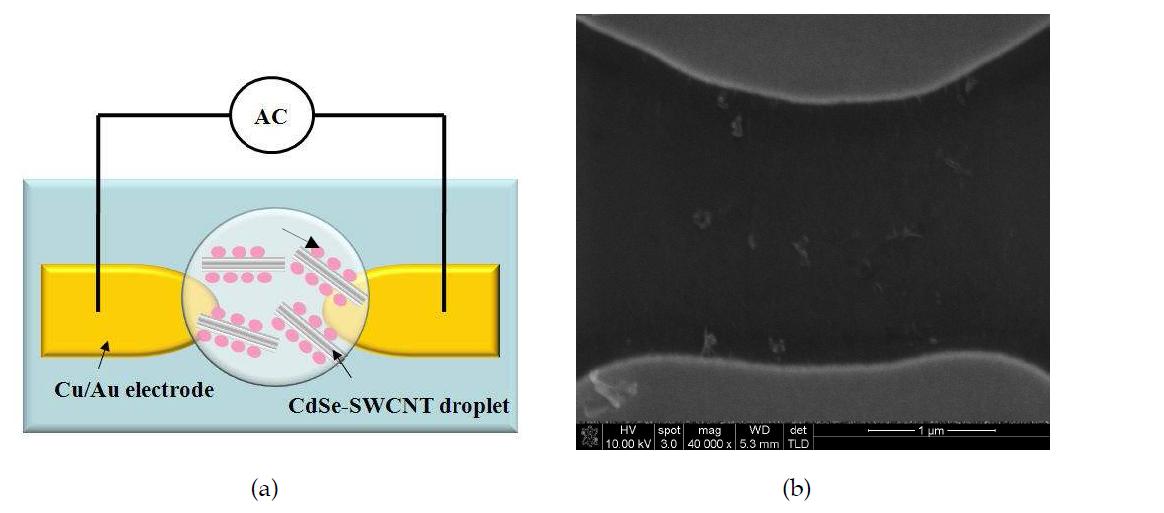 (a) Schematic diagram of dielectrophoretic assembly of CdSe-SWCNTs hybrid, (b) SEM image of assembled CdSe-SWCNTs hybrid.