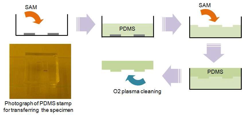 인장 시험편 전사를 위한 PDMS?스탬프 제조 과정
