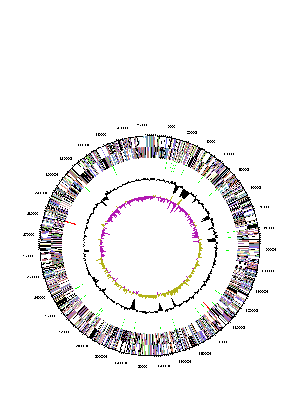 Fig. 3-6-2. Genomic map of Robiginitalea biformata HTCC2501