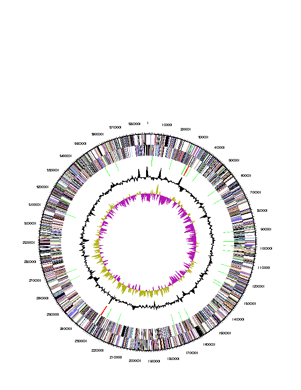 Fig. 3-6-5. Genomic map of Maribacter sp. HTCC2170.