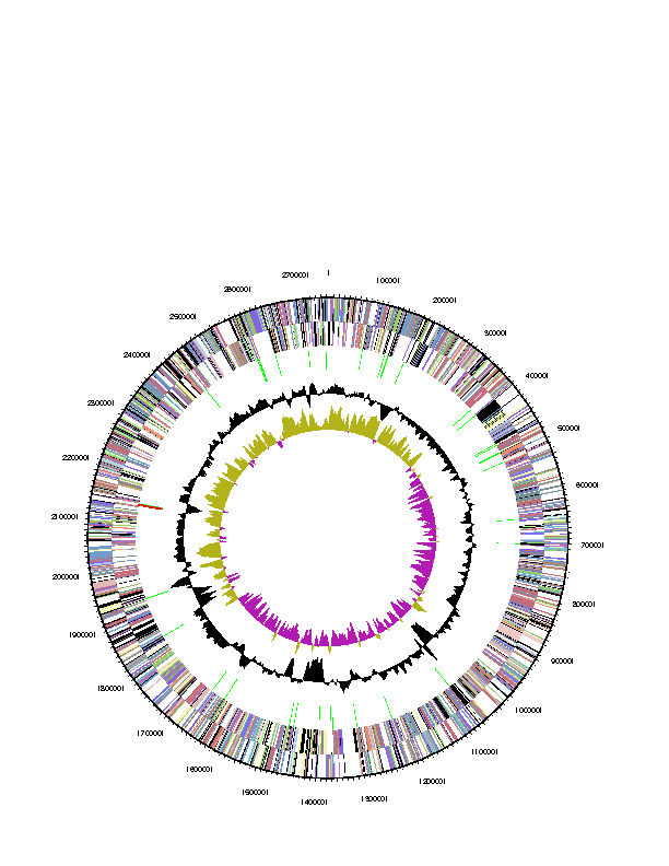 Fig. 3-6-8. Genomic map of Candidatus Puniceispirillum marinum IMCC1322.