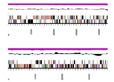 Fig. 3-6-12. Genomic maps of two longest contigs of HTCC2155