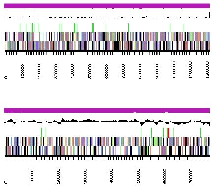 Fig. 3-6-13. Genomic maps of two longest contigs of Fulvimarina pelagi HTCC2506.