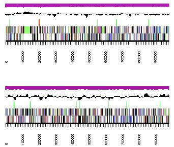 Fig. 3-6-14. Genomic maps of two longest contigs of HTCC2150.